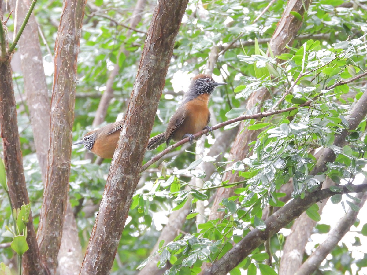 Rufous-breasted Wren - ML645968475