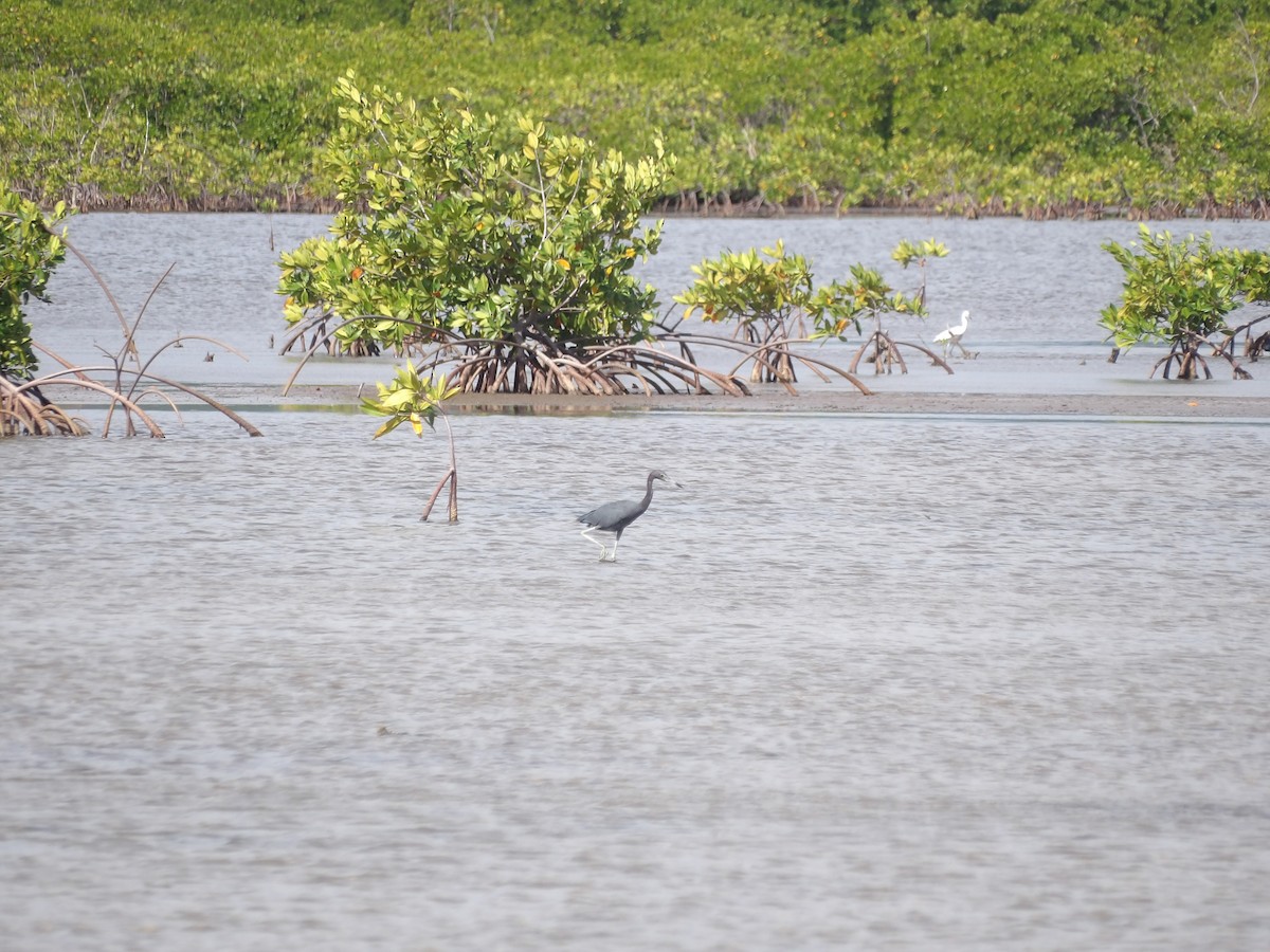 Little Blue Heron - ML645968476