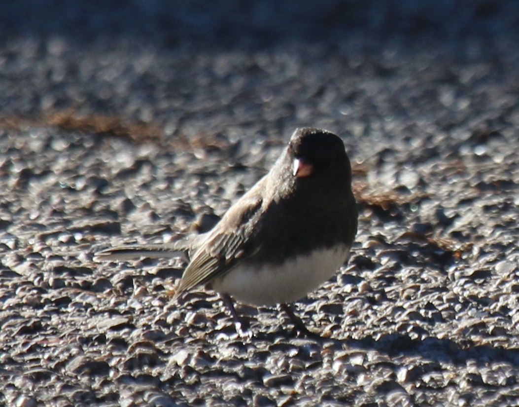 Dark-eyed Junco (Slate-colored) - ML645968482