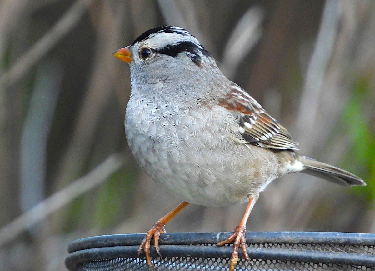 White-crowned Sparrow - ML645968483