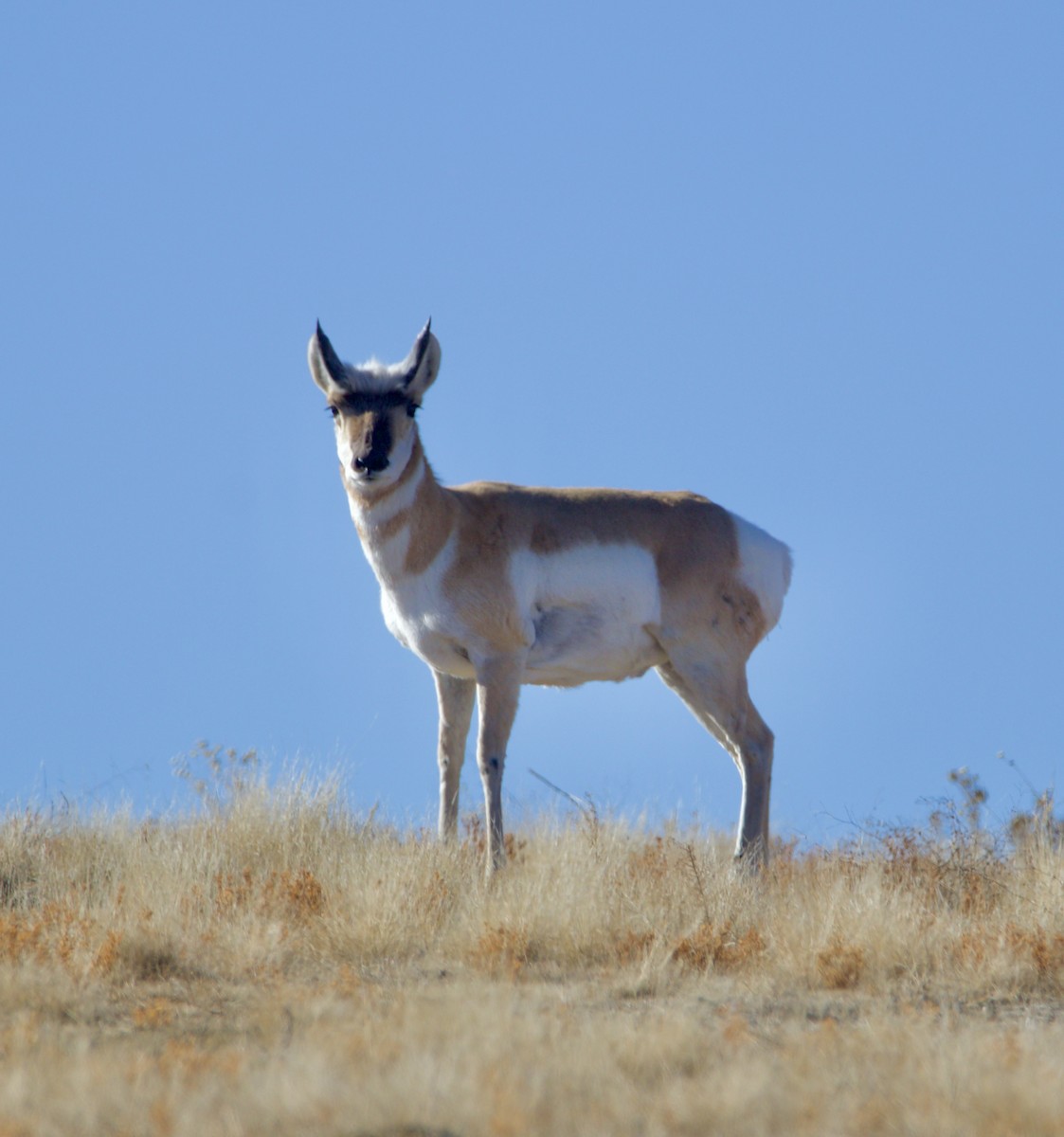 Animals - ML645968485