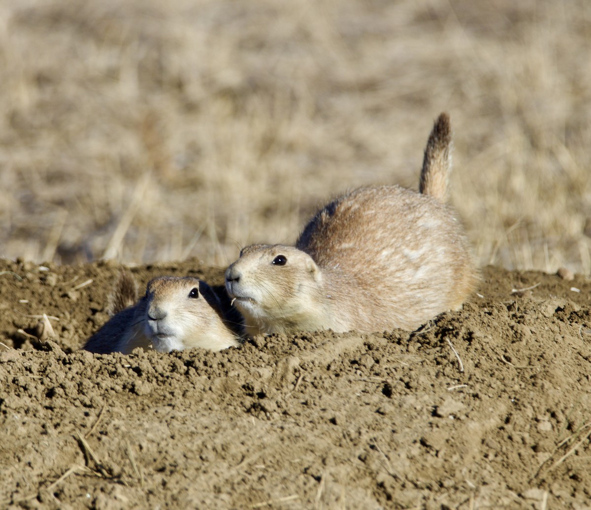 Animals - ML645968486