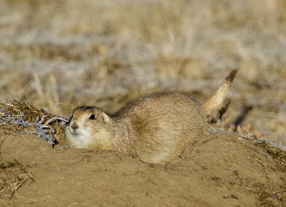 Animals - ML645968487