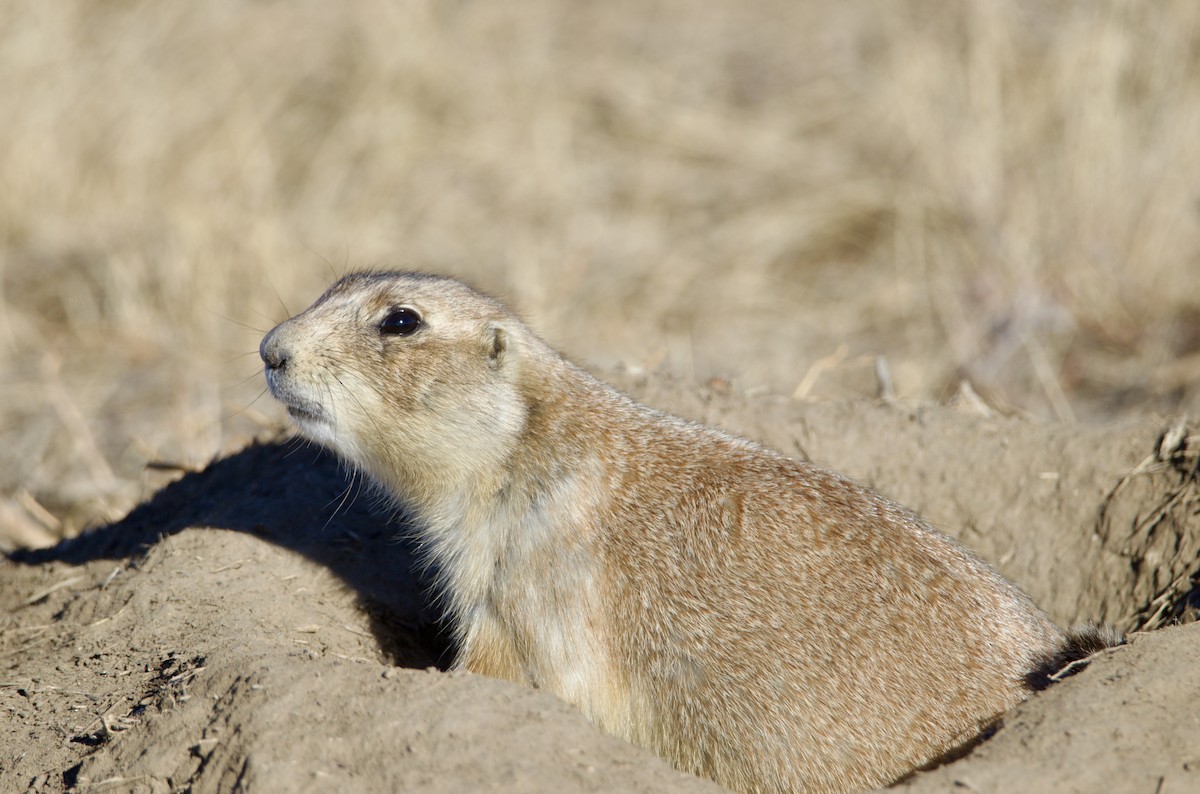 Animals - ML645968488