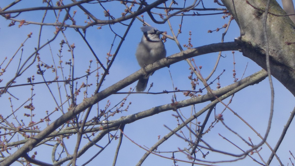 Blue Jay - ML645968489