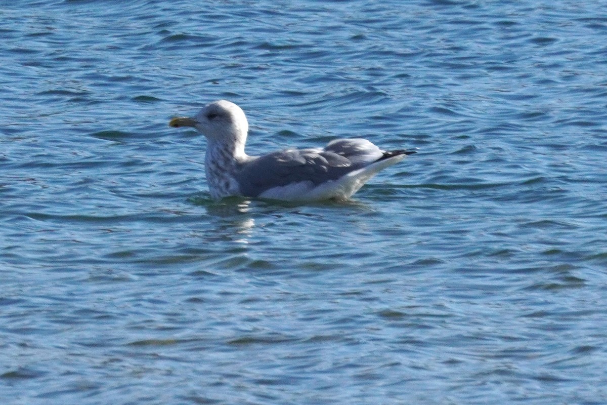 American Herring Gull - ML645968490