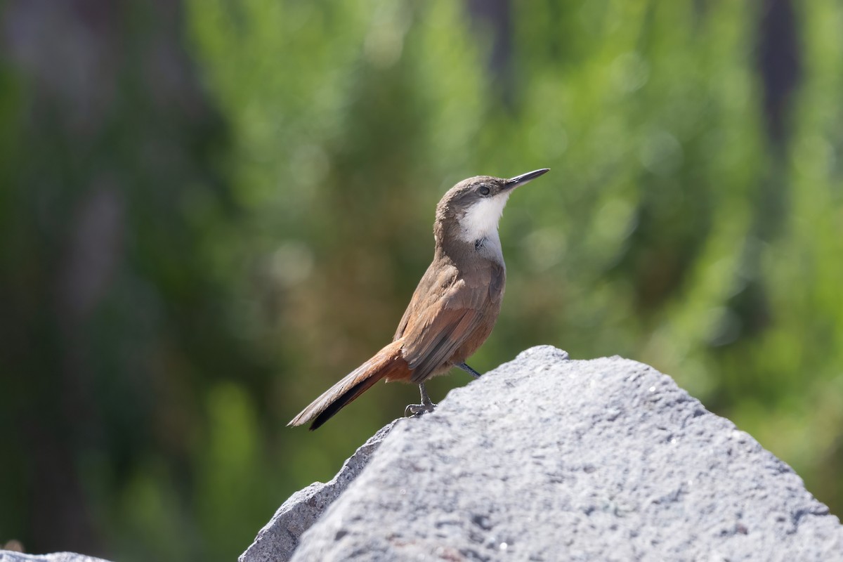 Crag Chilia - ML645968491