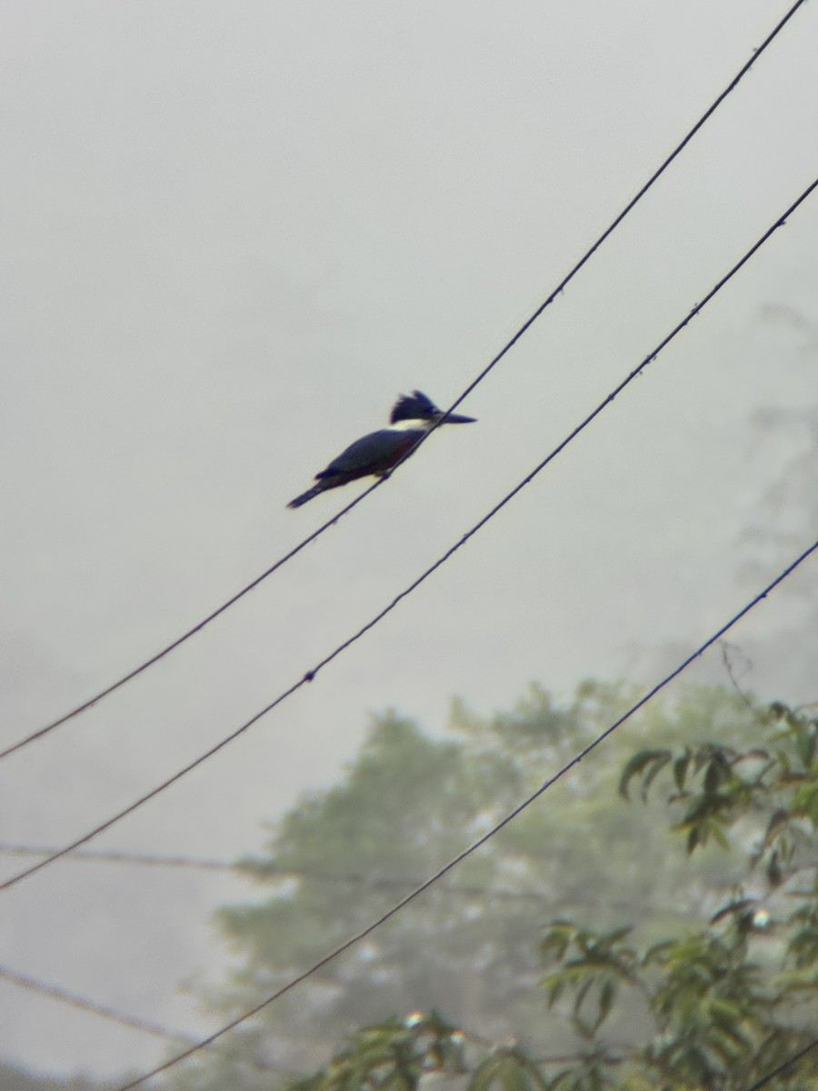 Ringed Kingfisher - ML645968498
