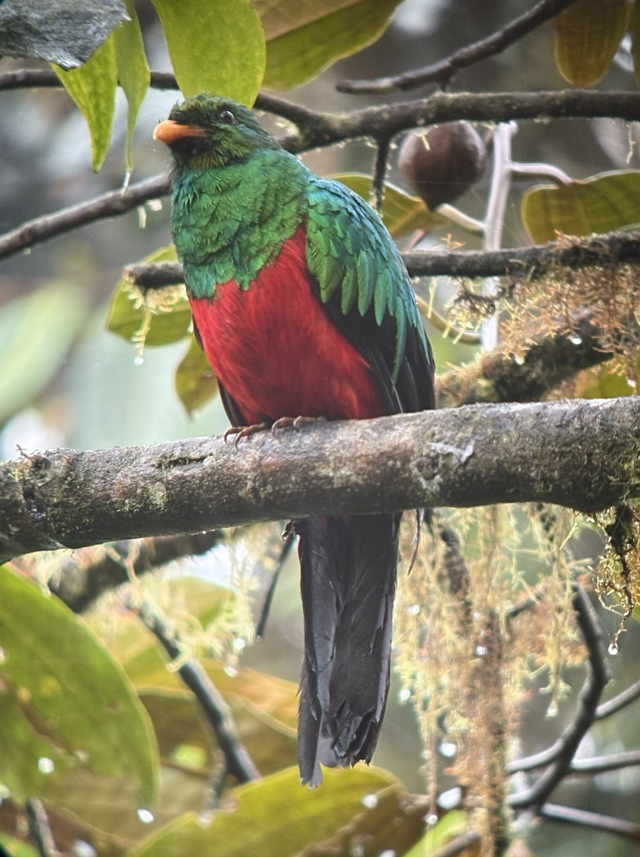 Golden-headed Quetzal - ML645968500