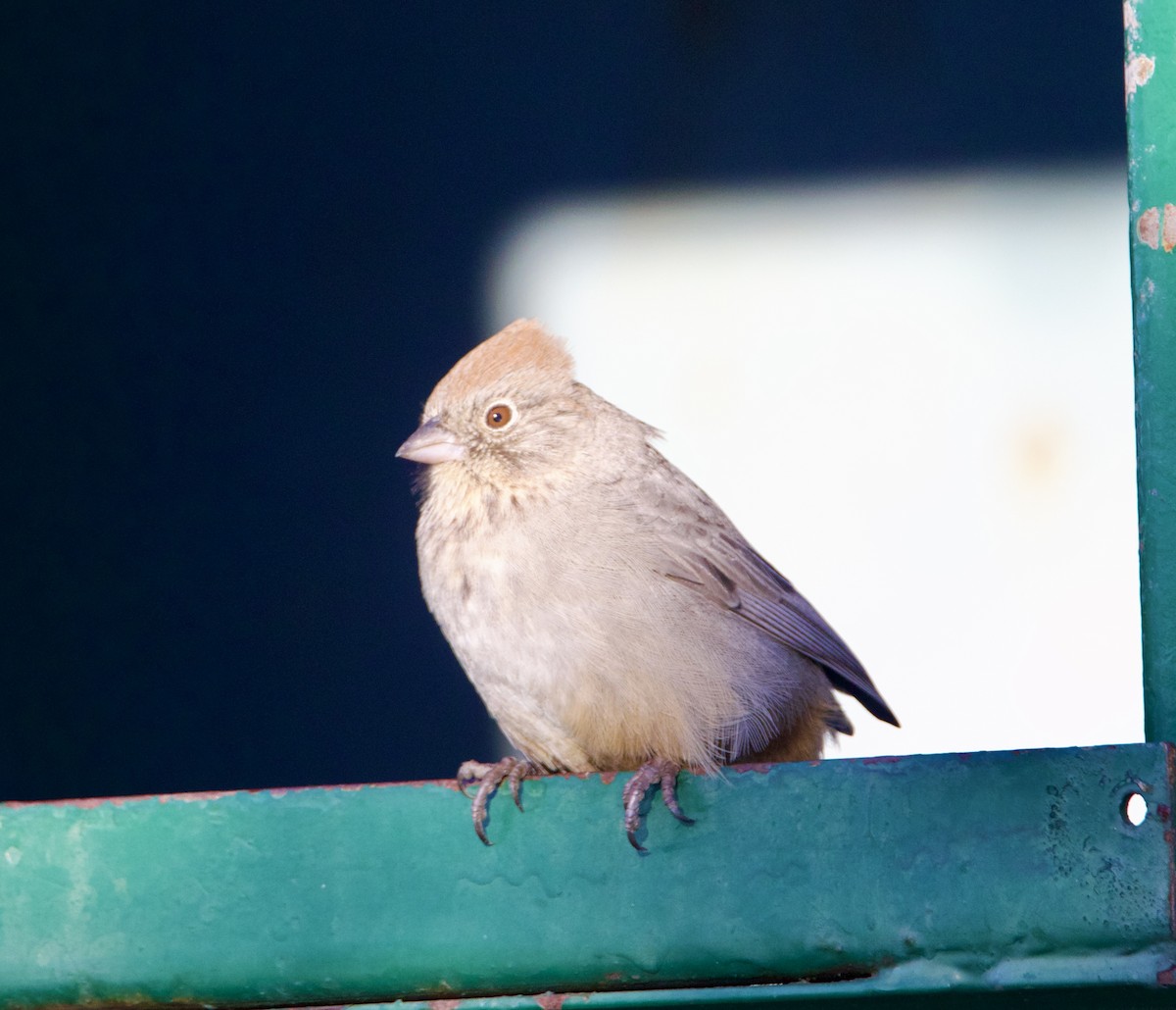 Canyon Towhee - ML645968502
