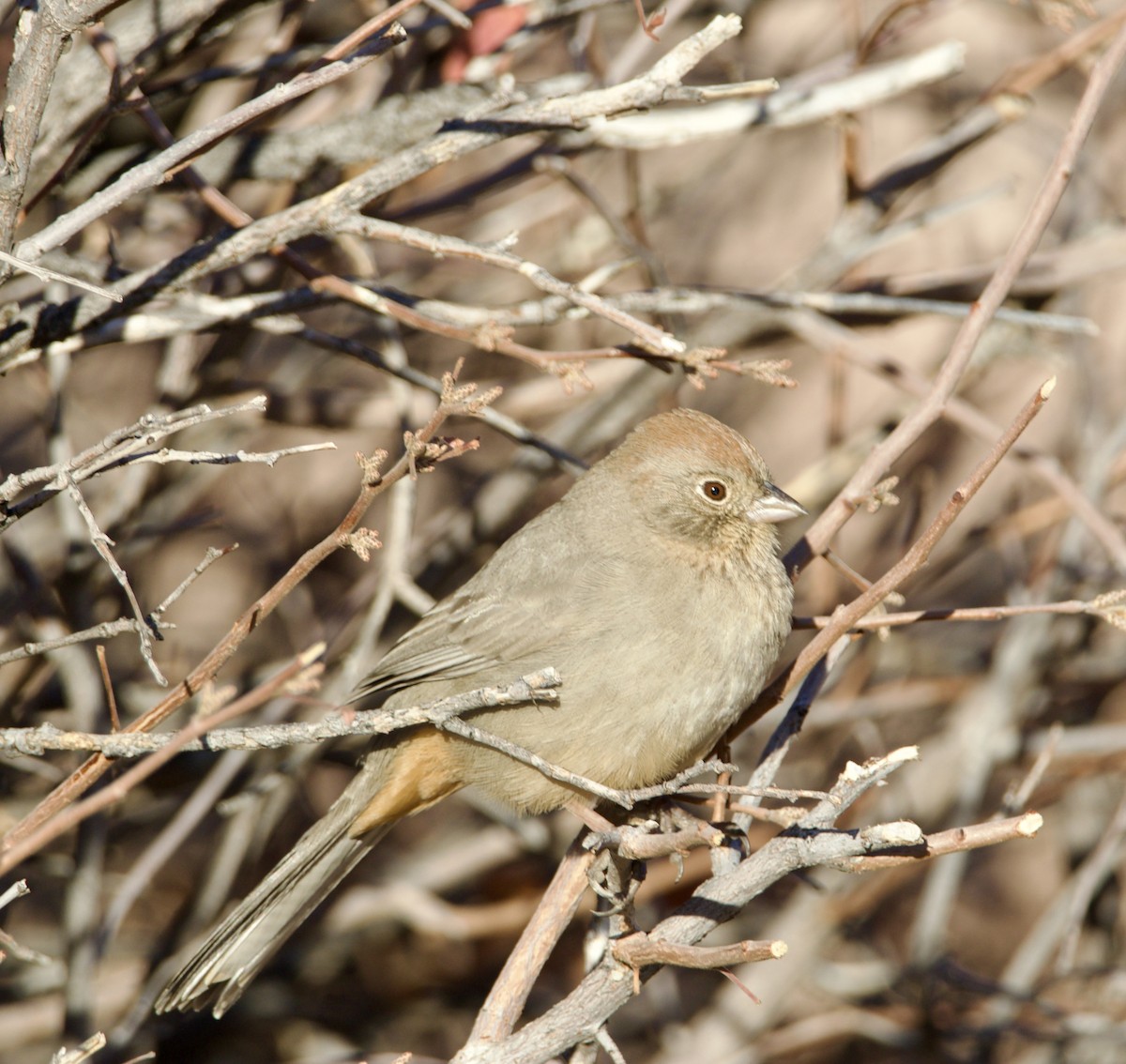 Canyon Towhee - ML645968503