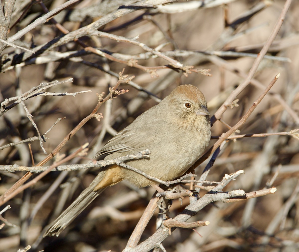 Canyon Towhee - ML645968504