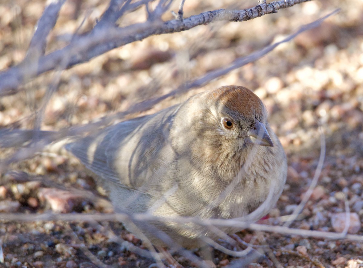 Canyon Towhee - ML645968505