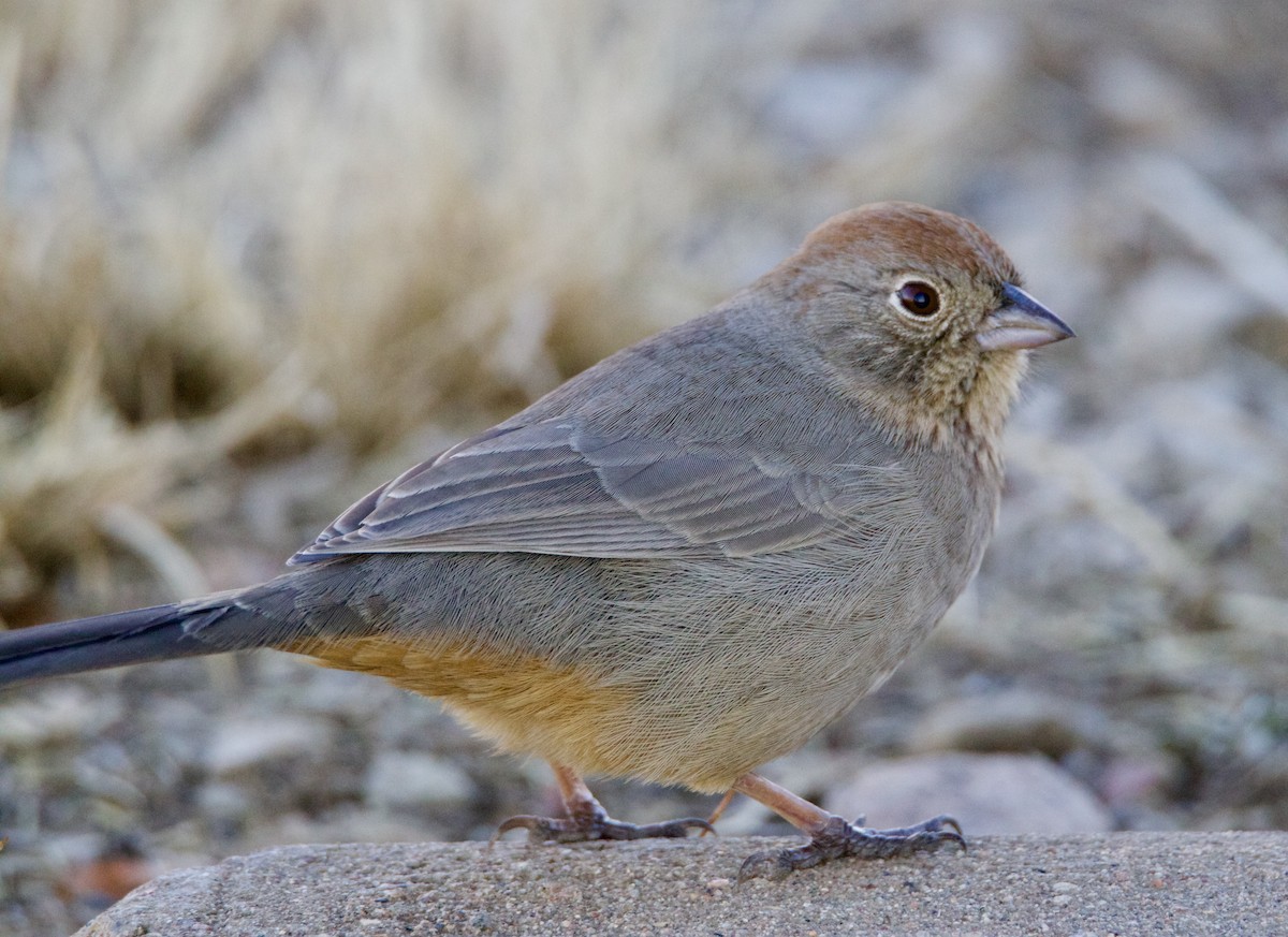 Canyon Towhee - ML645968506