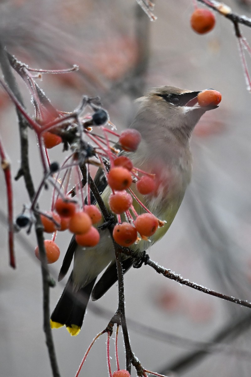 Cedar Waxwing - ML645968511