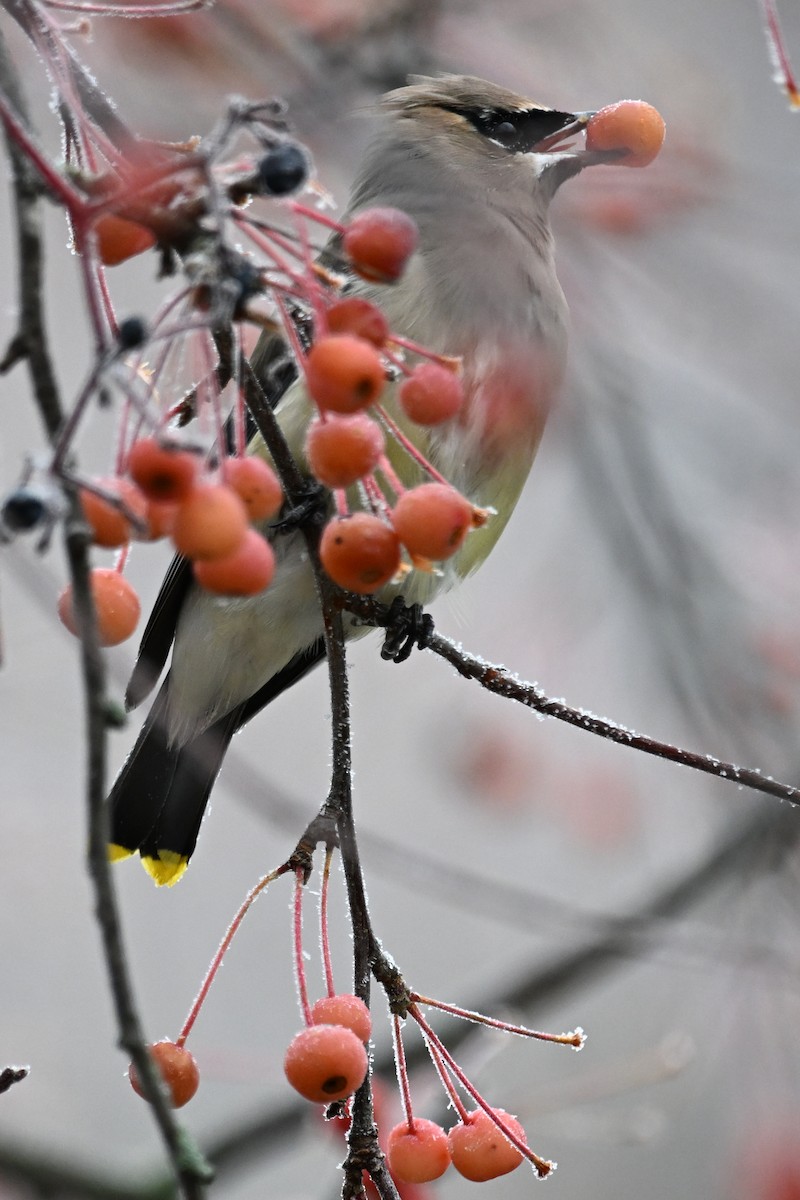 Cedar Waxwing - ML645968512