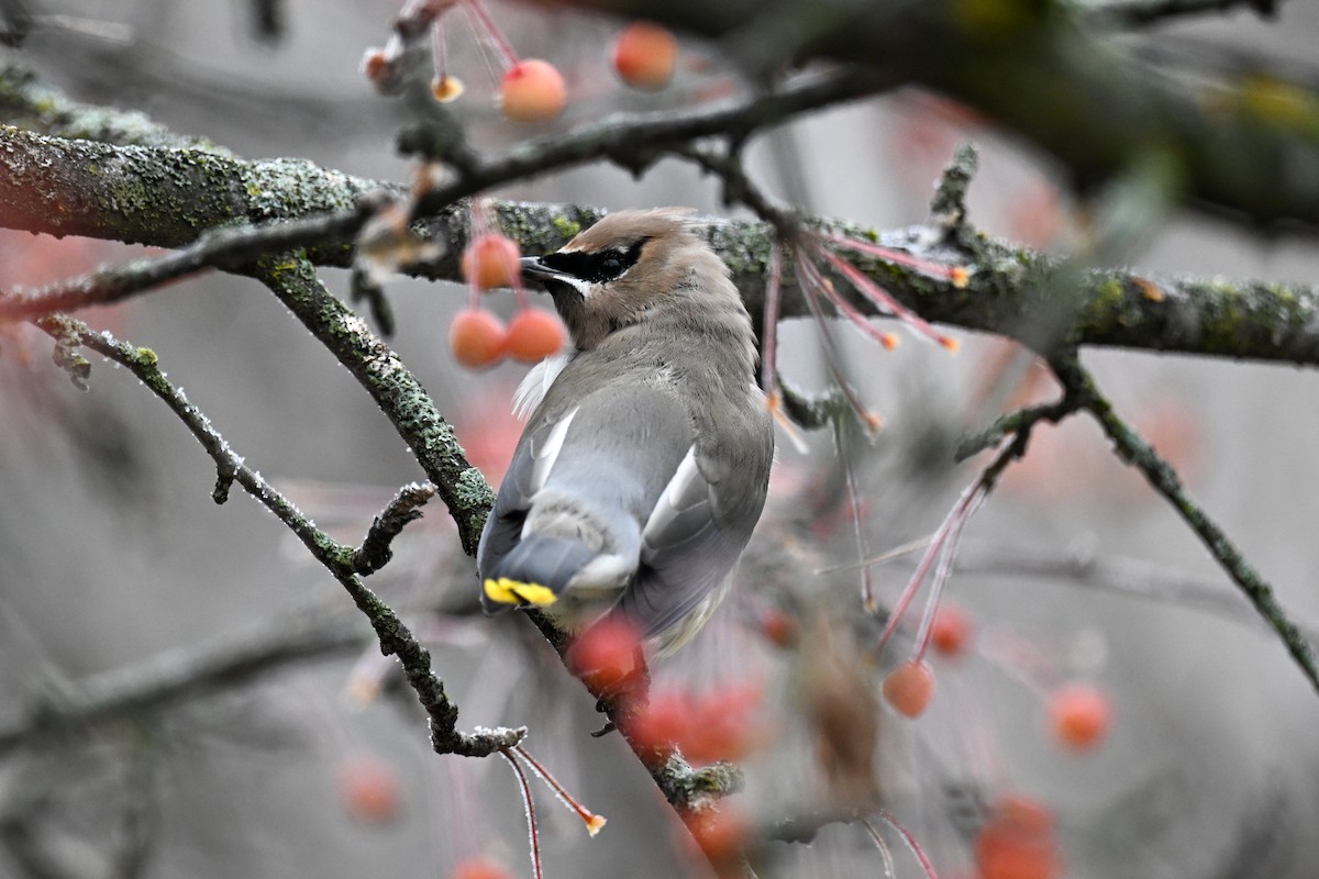 Cedar Waxwing - ML645968513