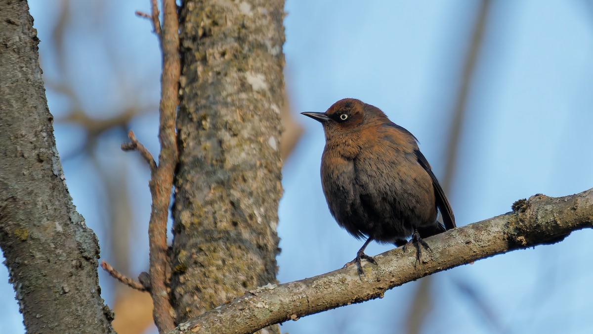 Rusty Blackbird - ML645968516