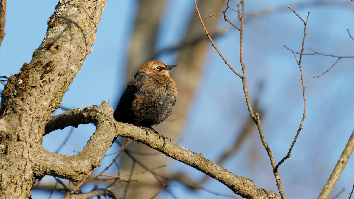 Rusty Blackbird - ML645968517
