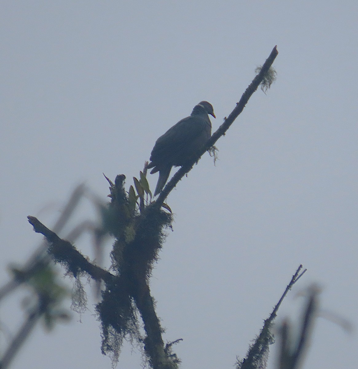 Band-tailed Pigeon - ML645968518