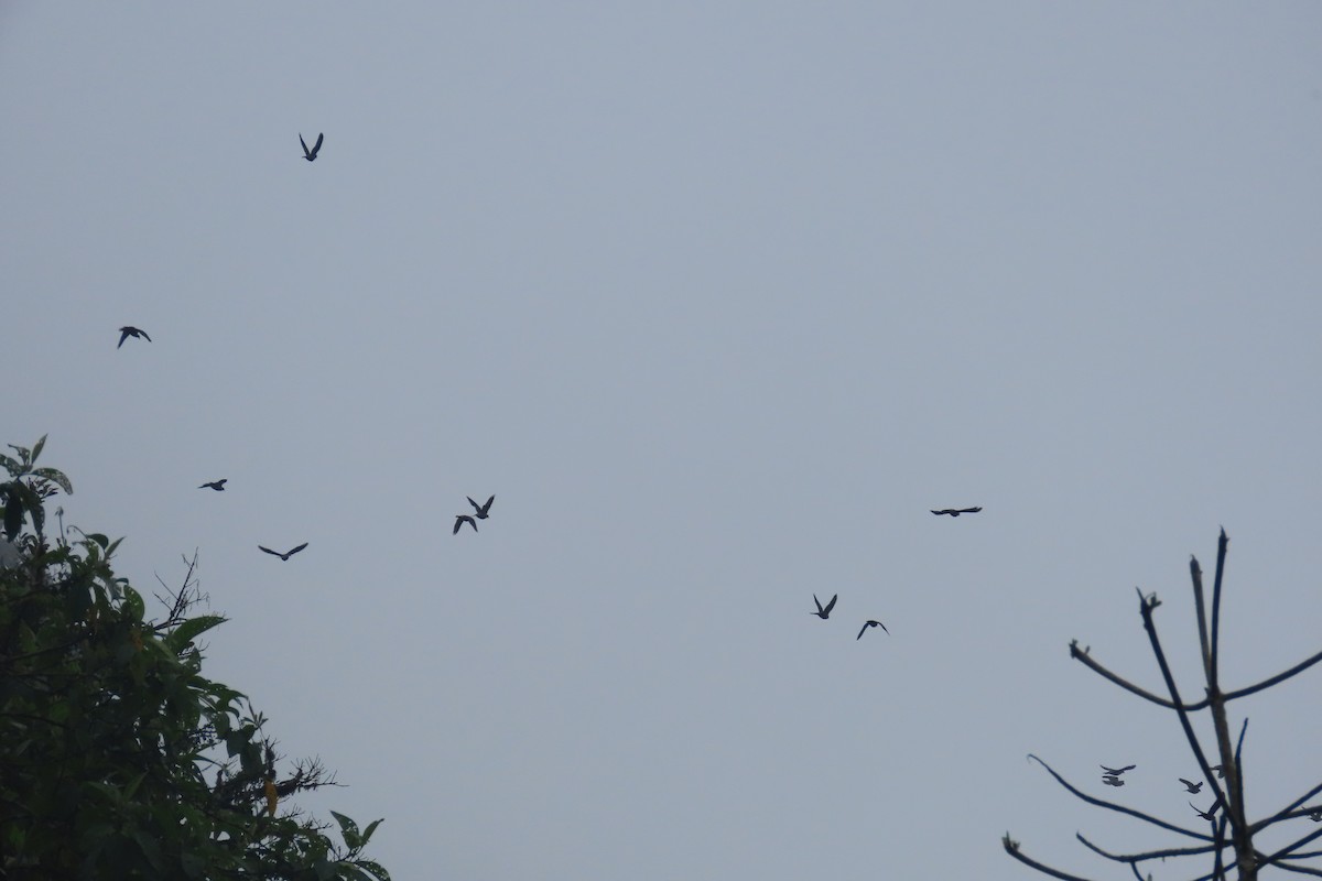 Band-tailed Pigeon - ML645968519