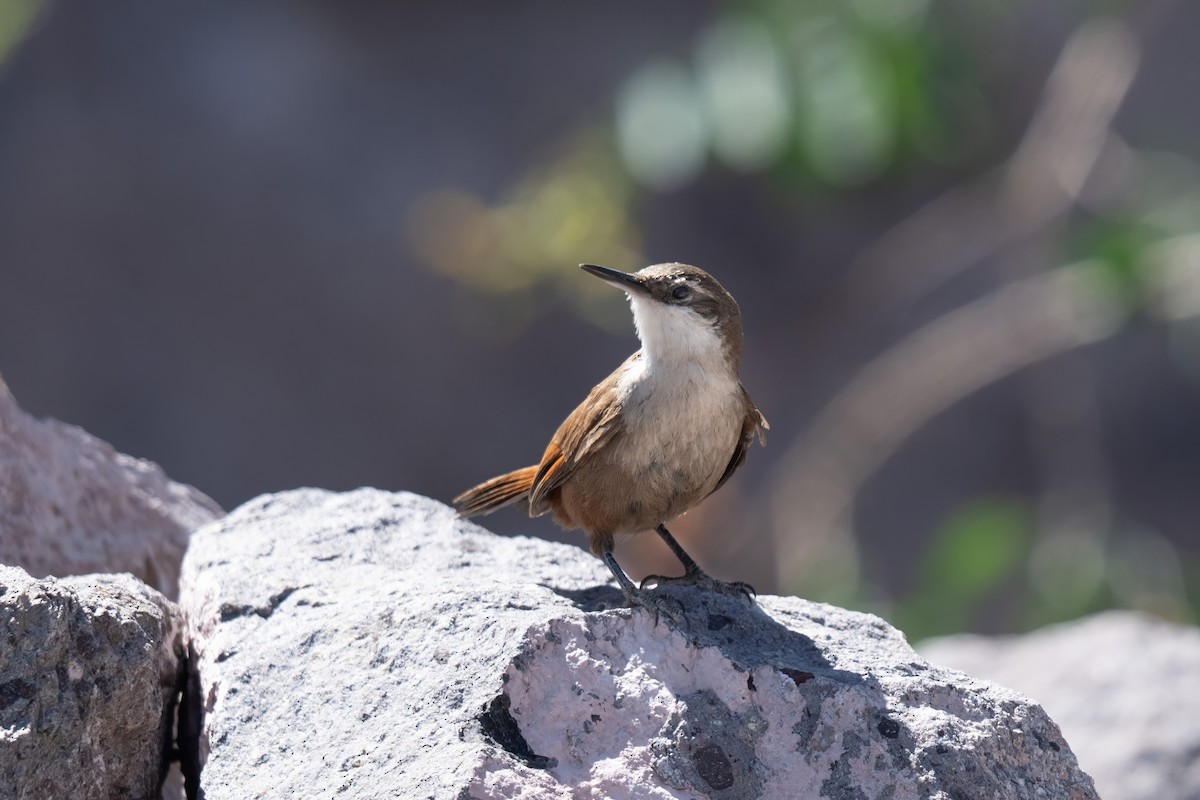 Crag Chilia - ML645968520