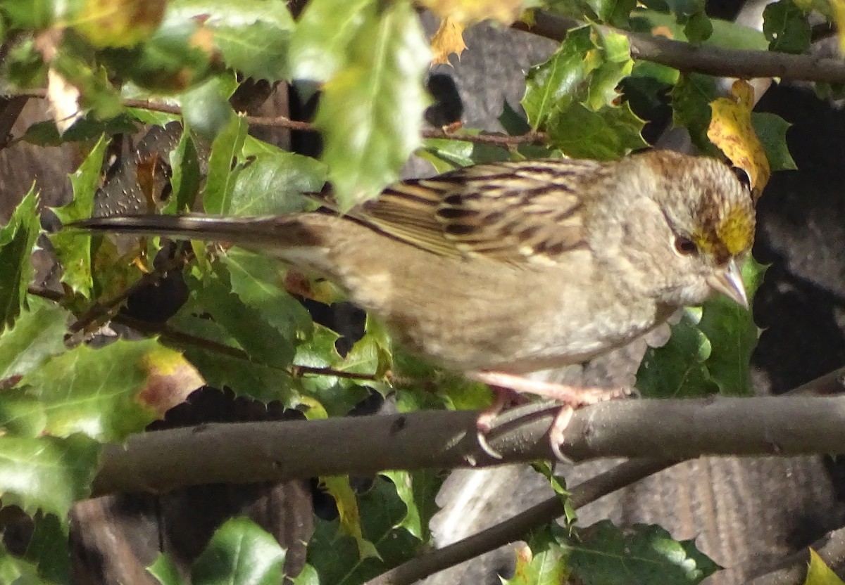 Golden-crowned Sparrow - ML645968531