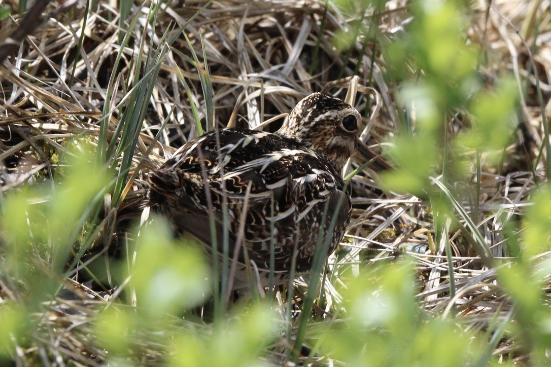 Wilson's Snipe - ML645968532