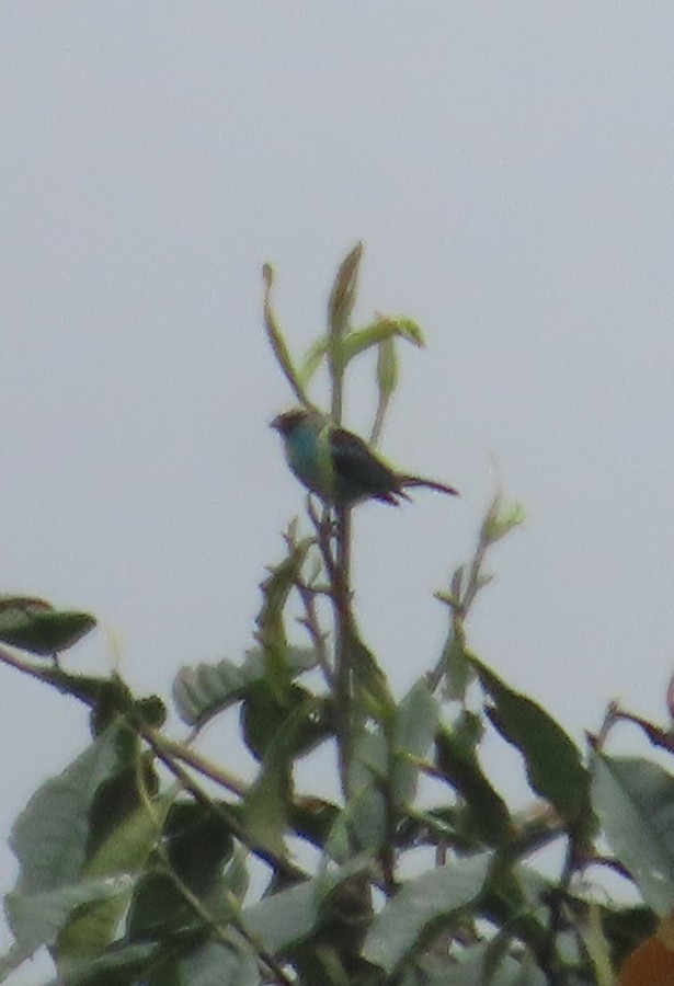 テリミドリフウキンチョウ - ML645968535