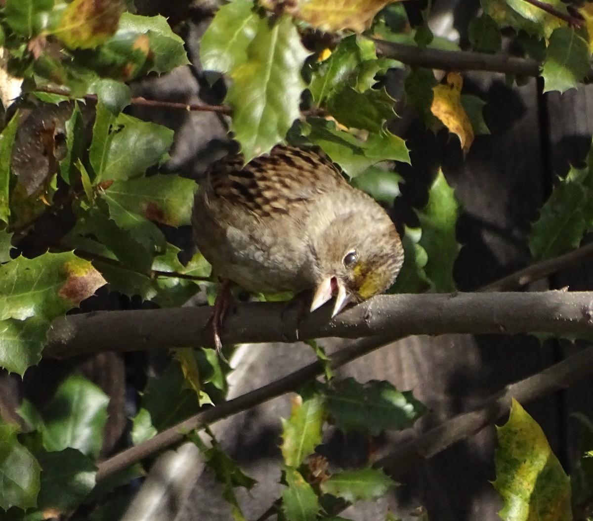 Golden-crowned Sparrow - ML645968552
