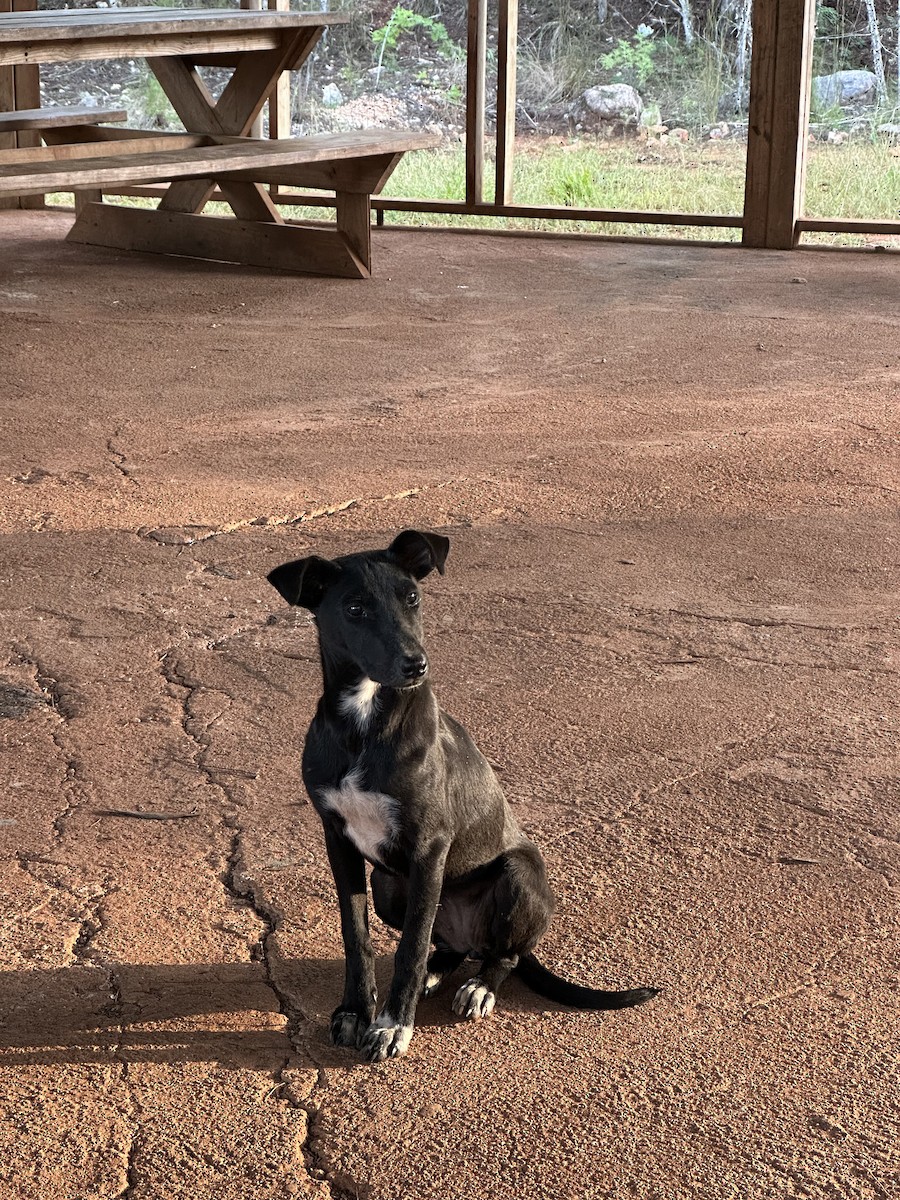 動物界 - ML645968553