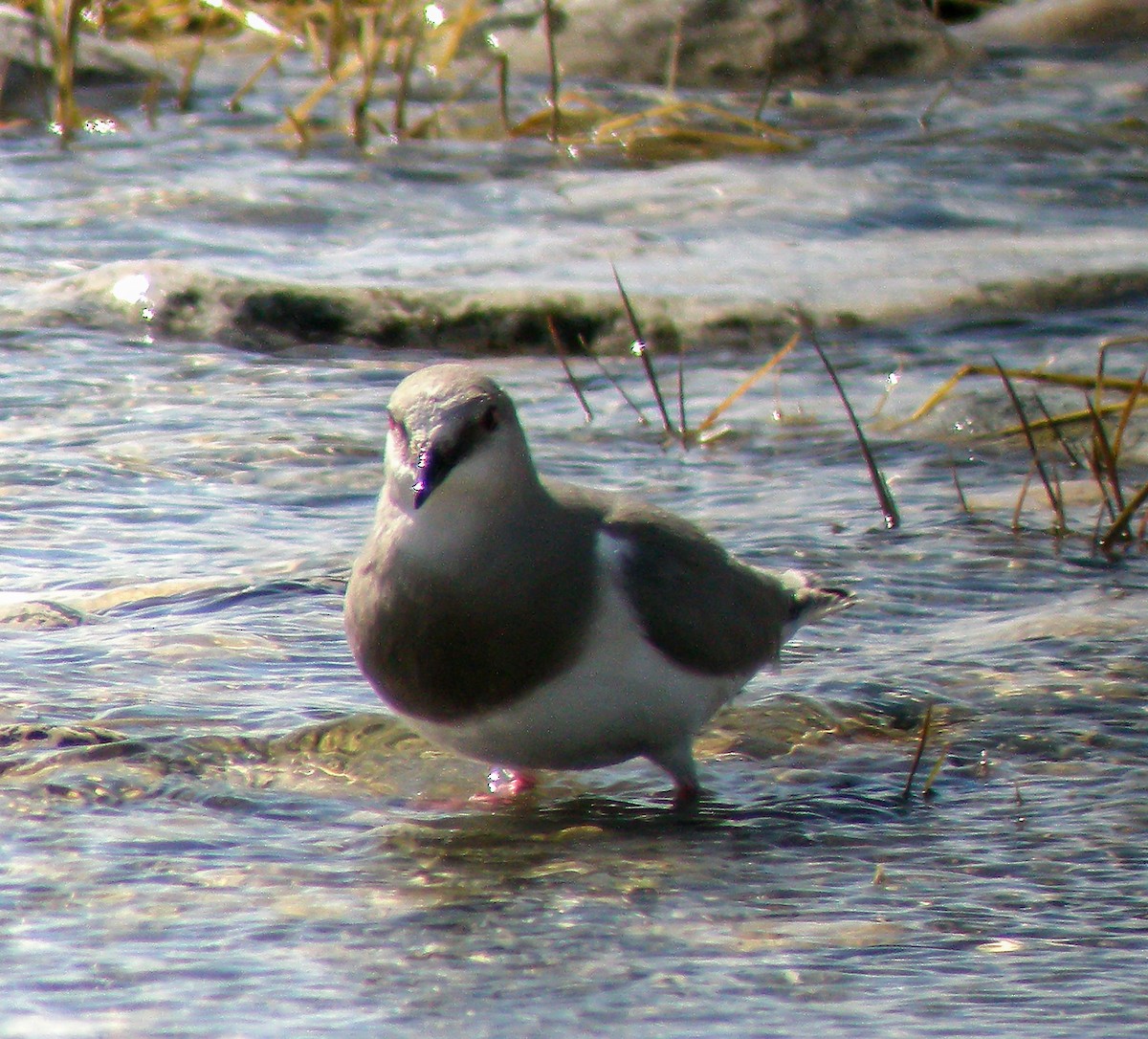 Магелланова ржанка - ML645968558