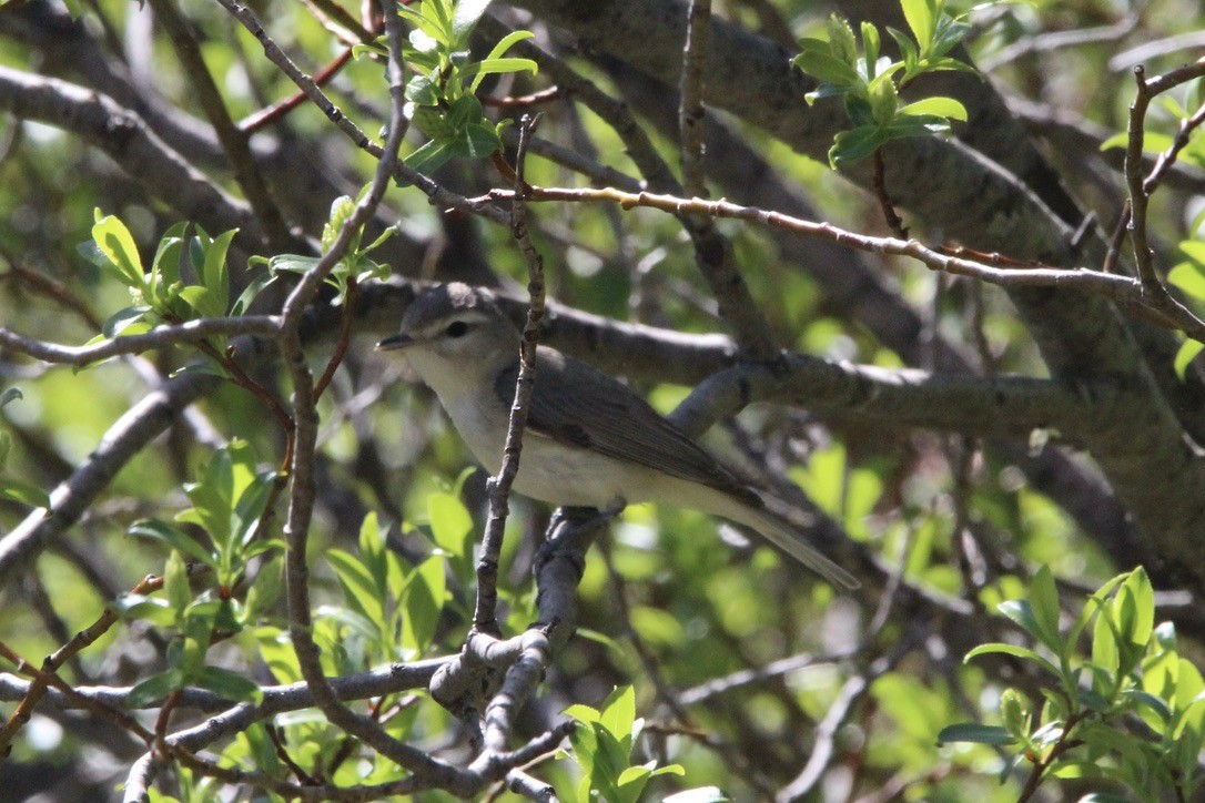 Western Warbling Vireo - ML645968559