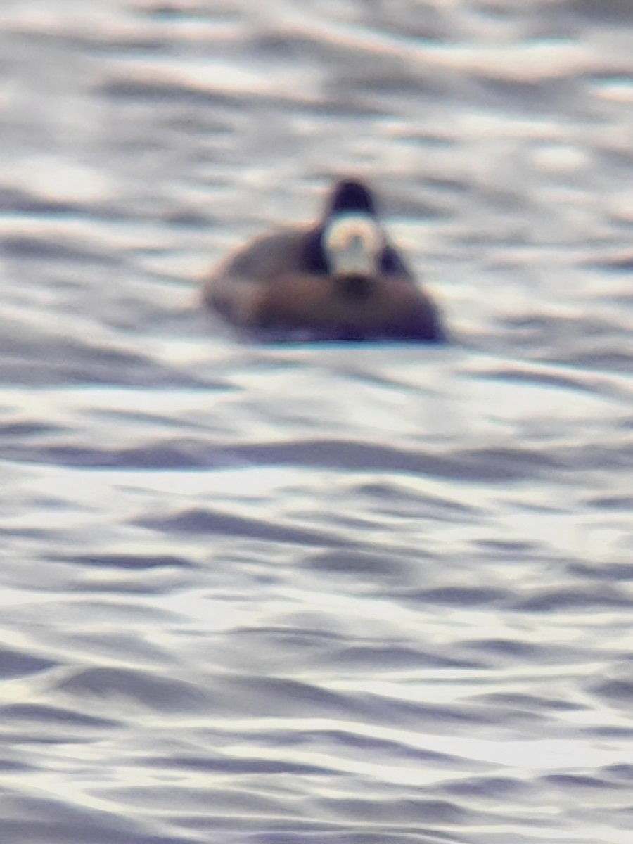 Морская чернеть - ML645968560