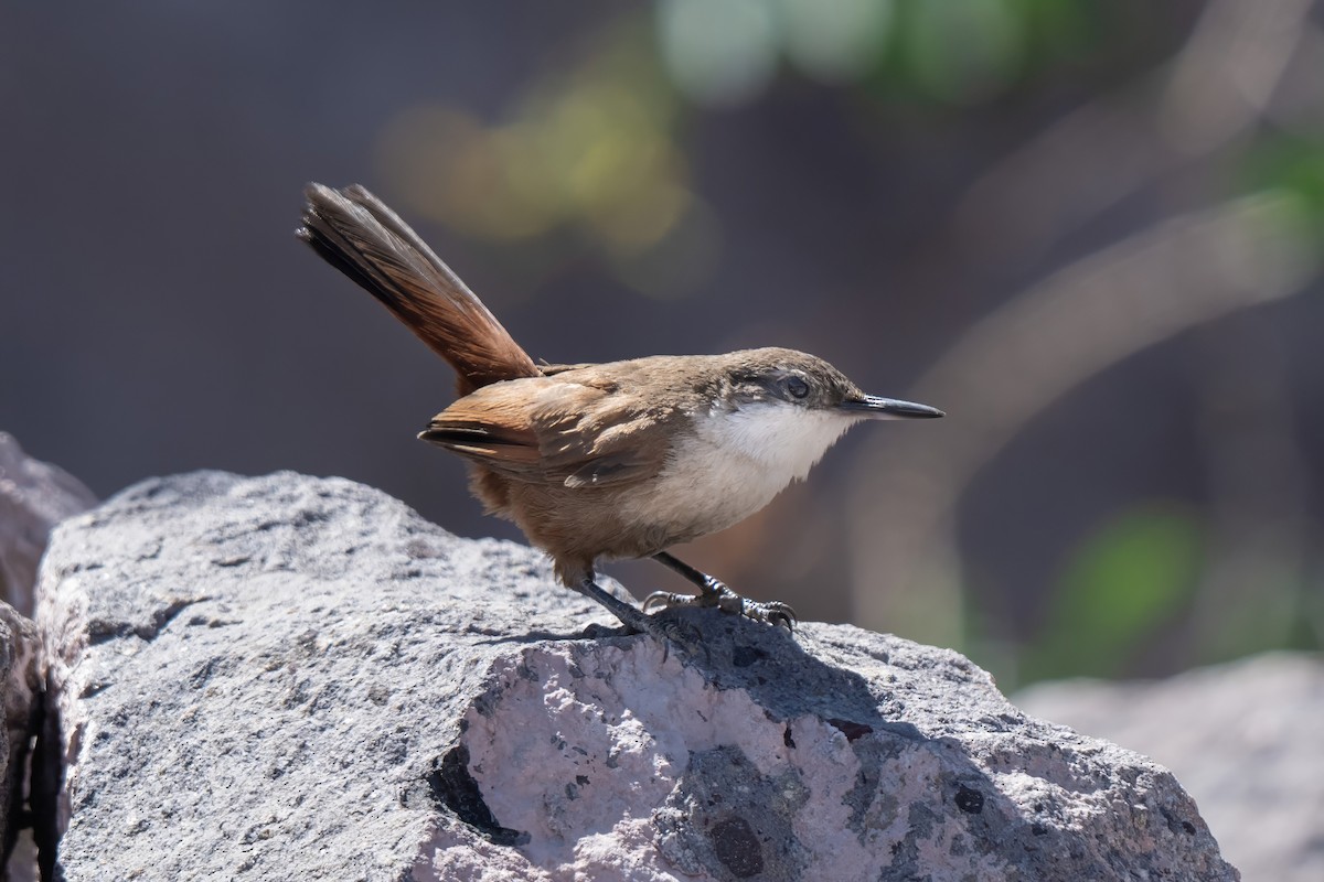 Crag Chilia - ML645968564