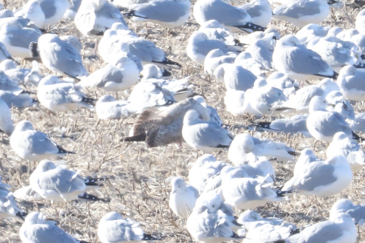 Larus sp. - ML645968565