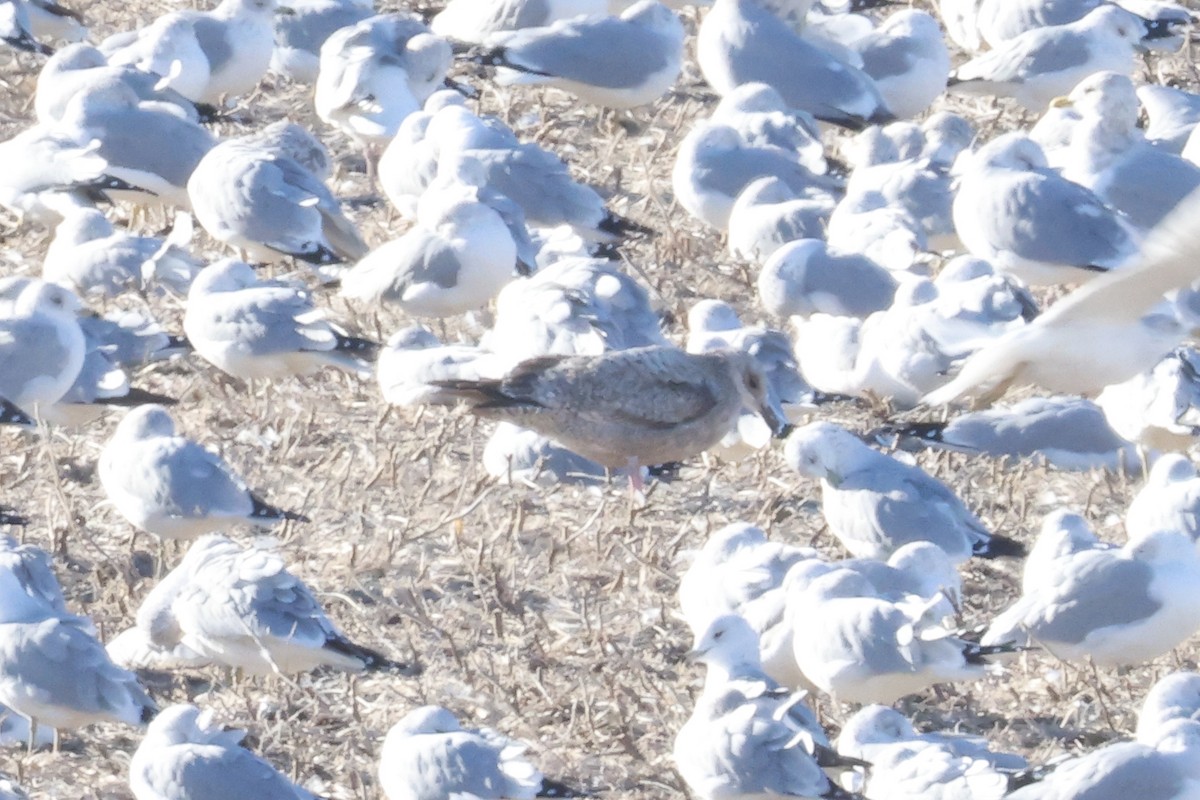 Larus sp. - ML645968566