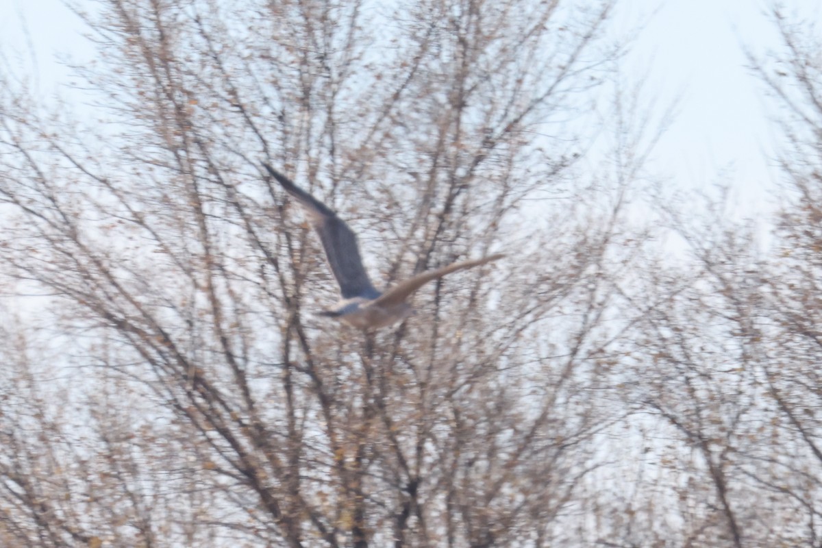 Larus sp. - ML645968569