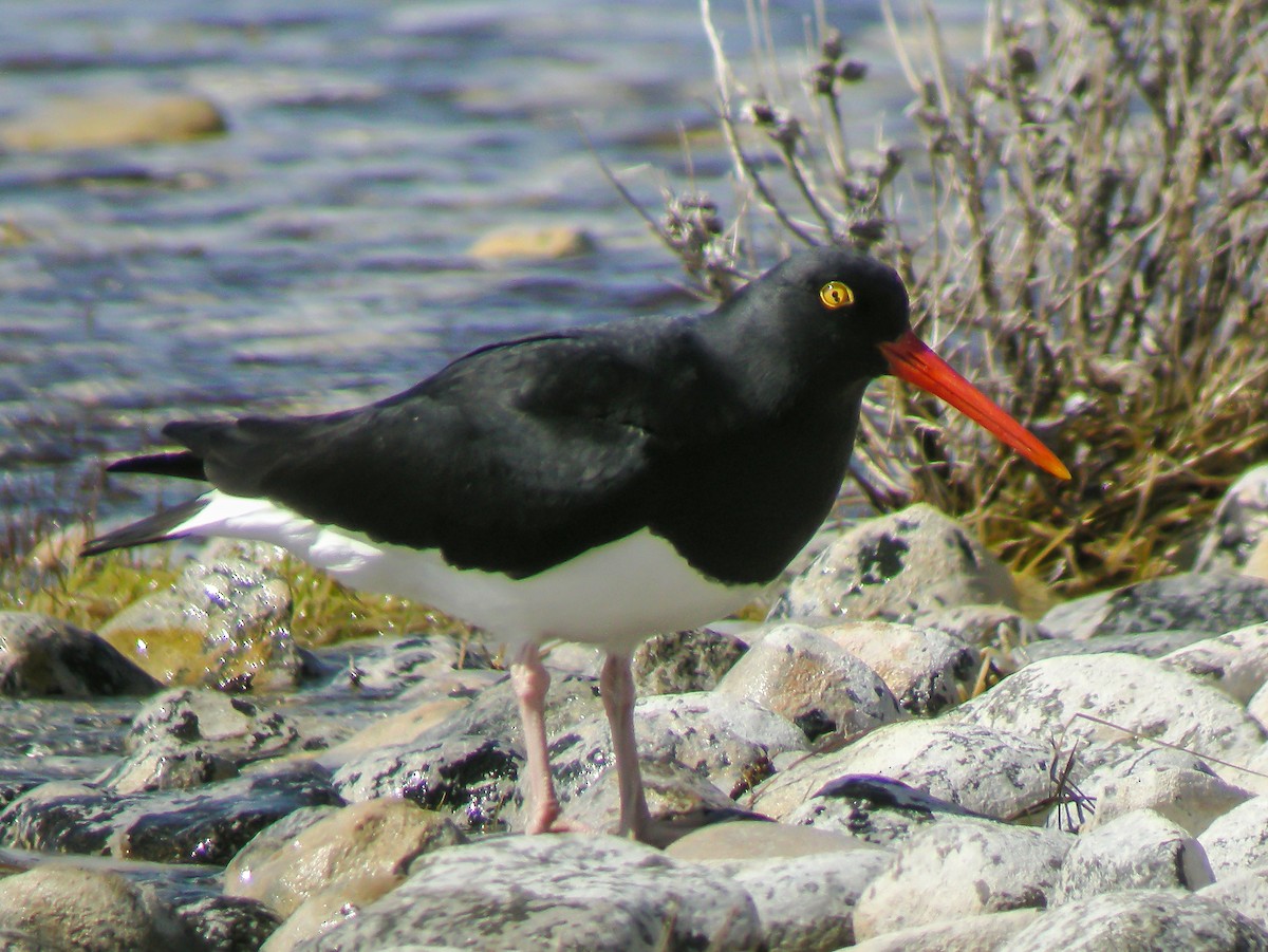 Magellanic Oystercatcher - ML645968571