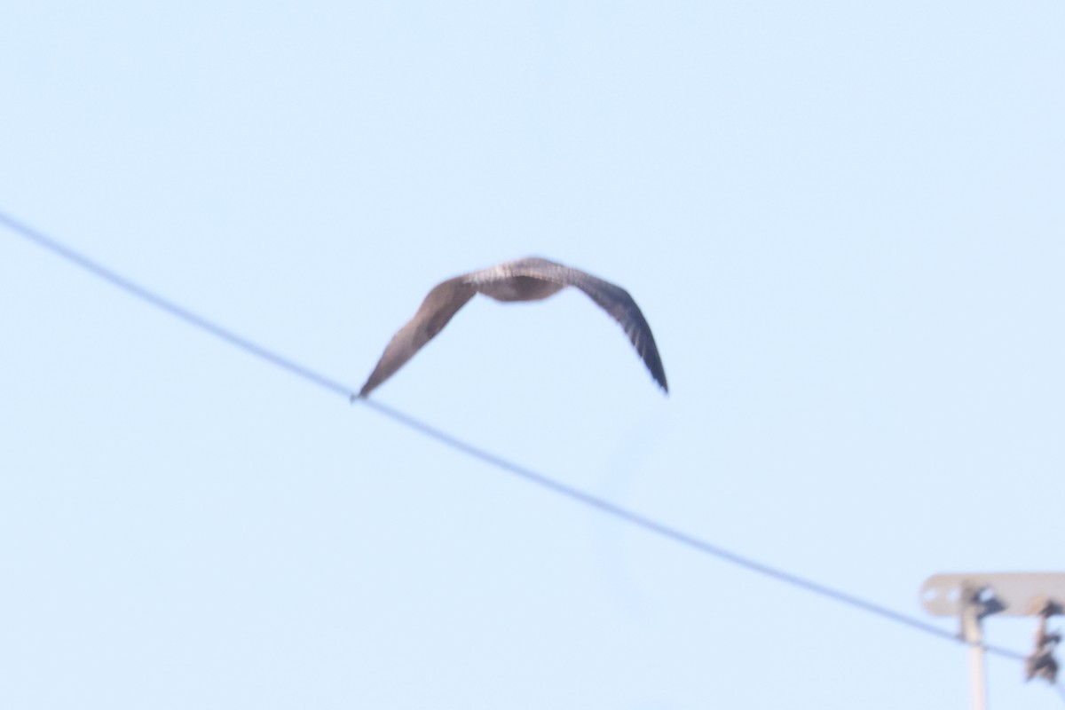 Larus sp. - ML645968572