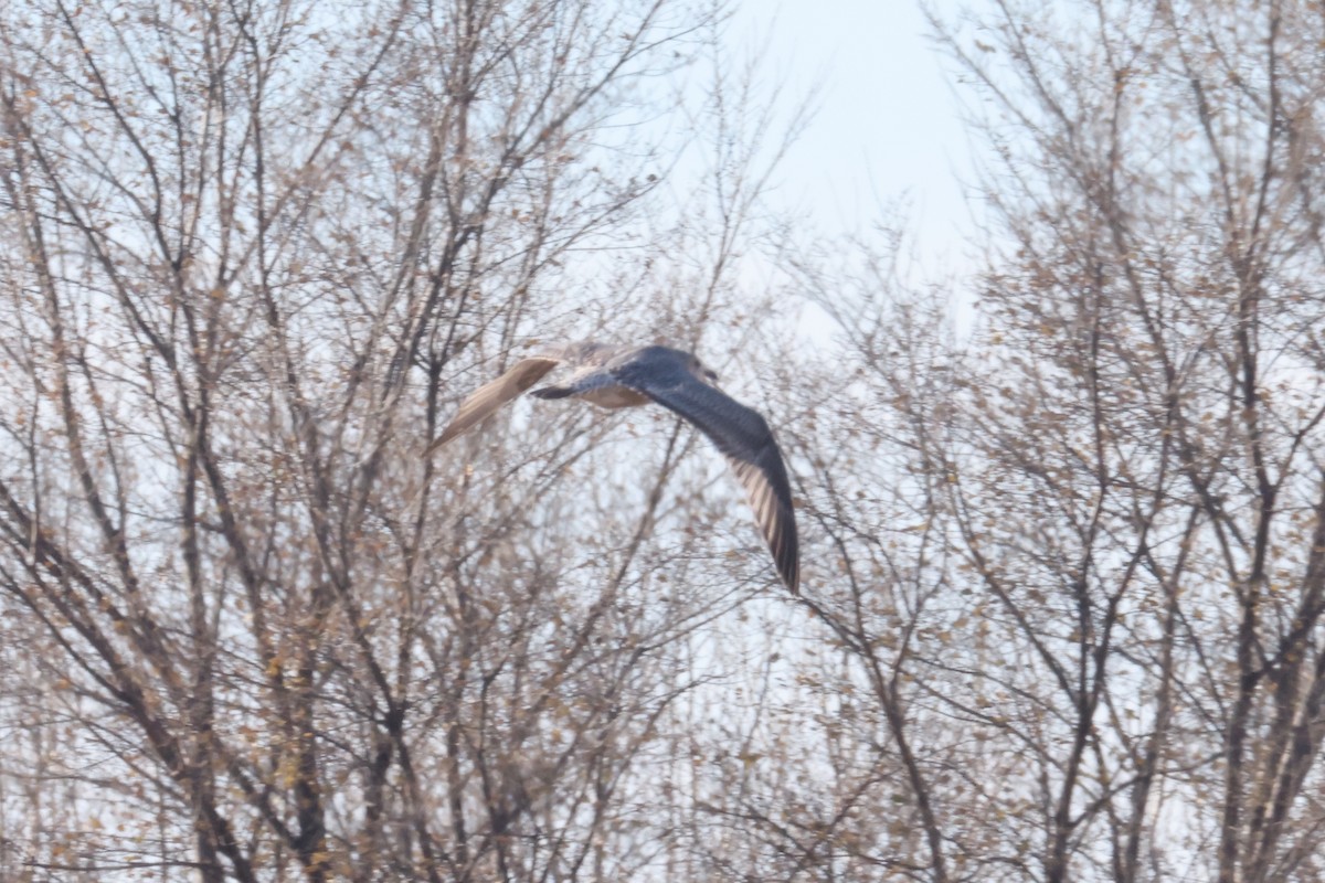 Larus sp. - ML645968573