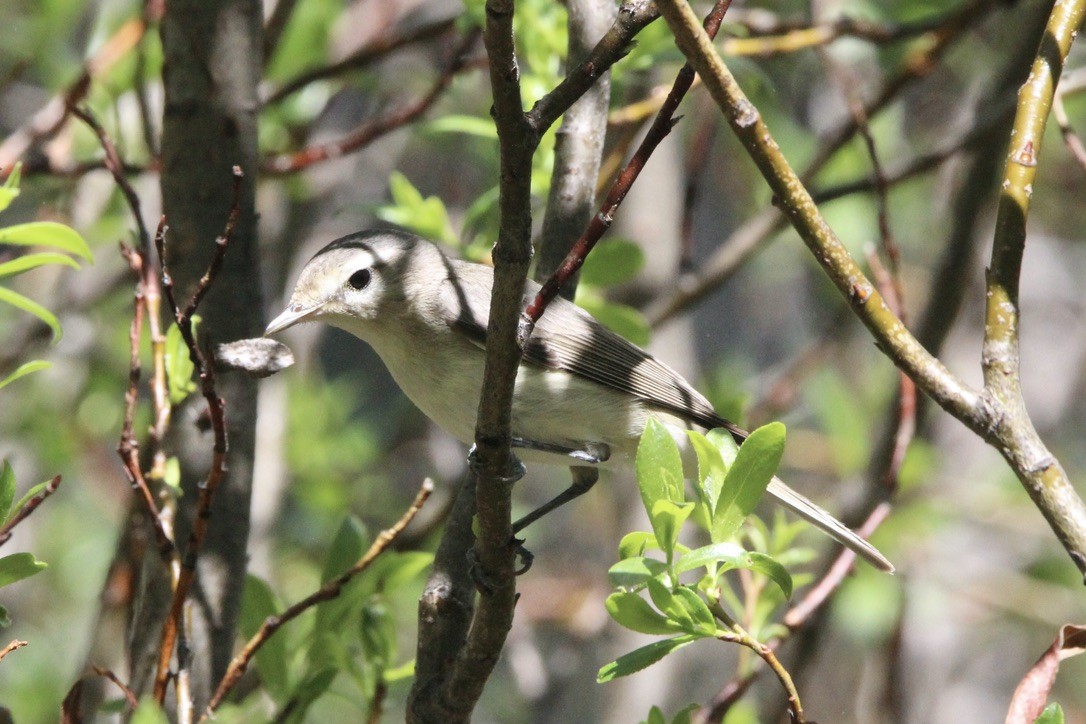 Western Warbling Vireo - ML645968575
