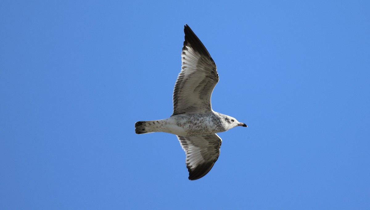 Halkalı Martı - ML645968579