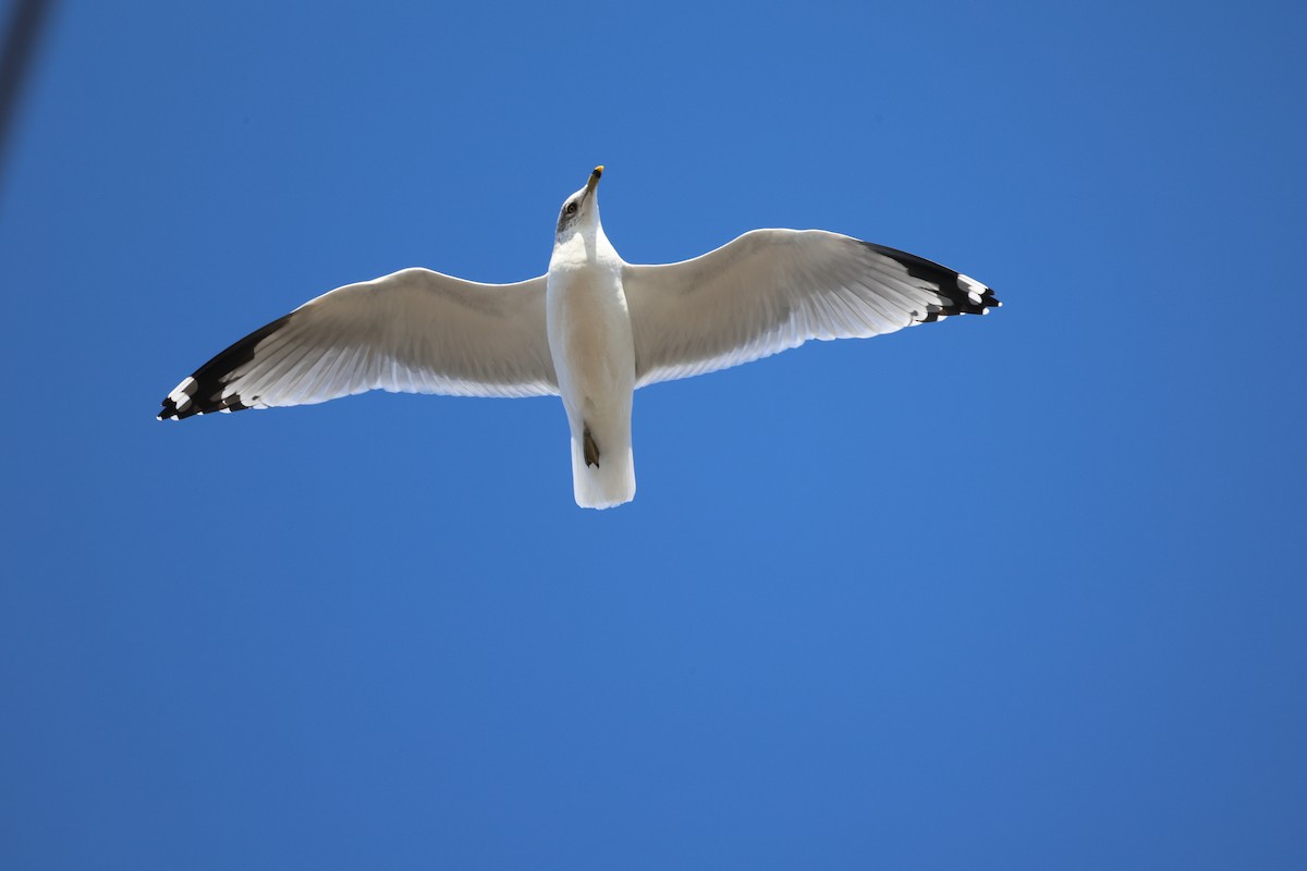 Halkalı Martı - ML645968584