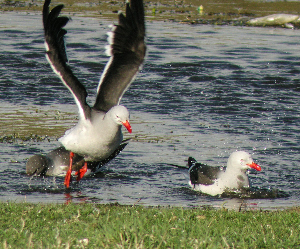 Dolphin Gull - ML645968585