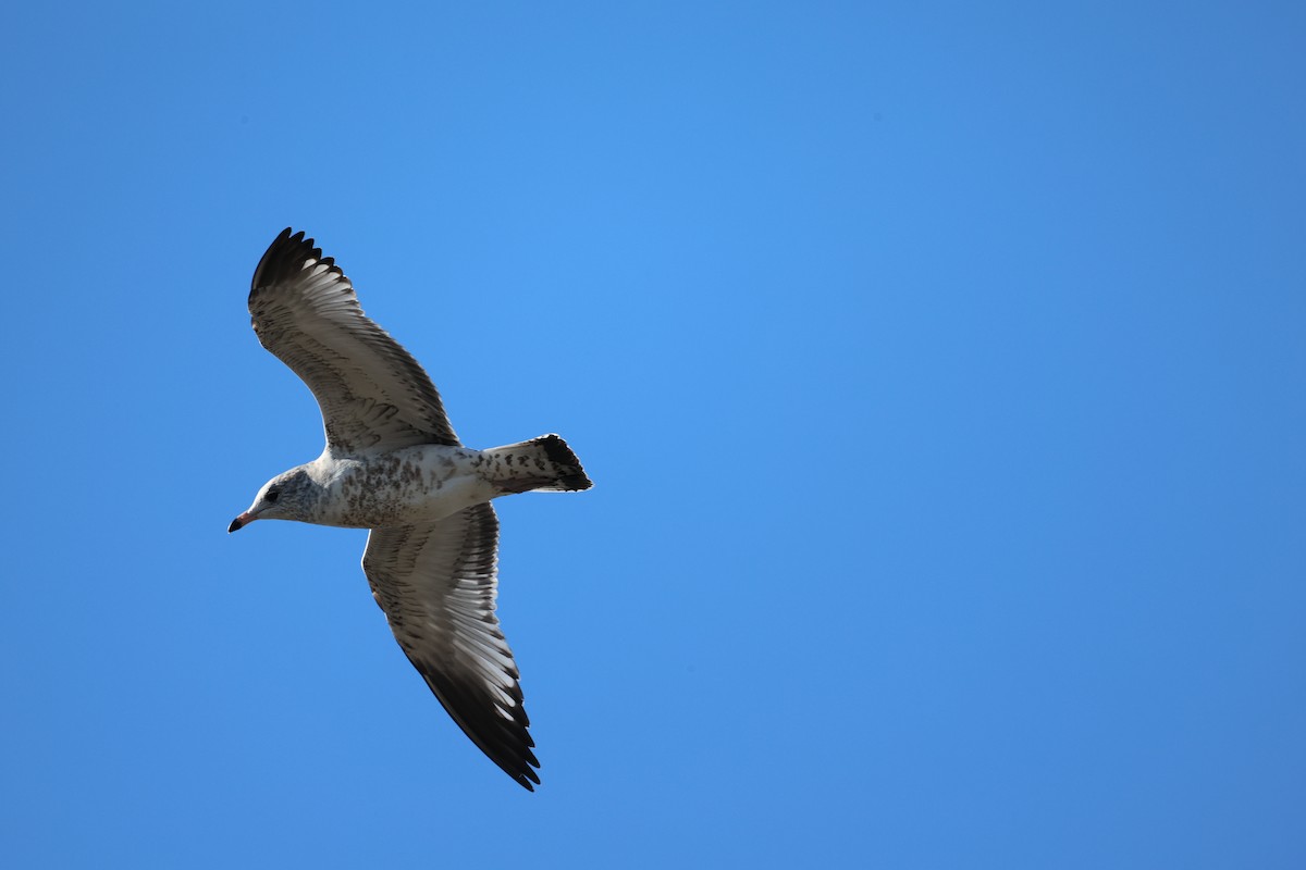 Halkalı Martı - ML645968589