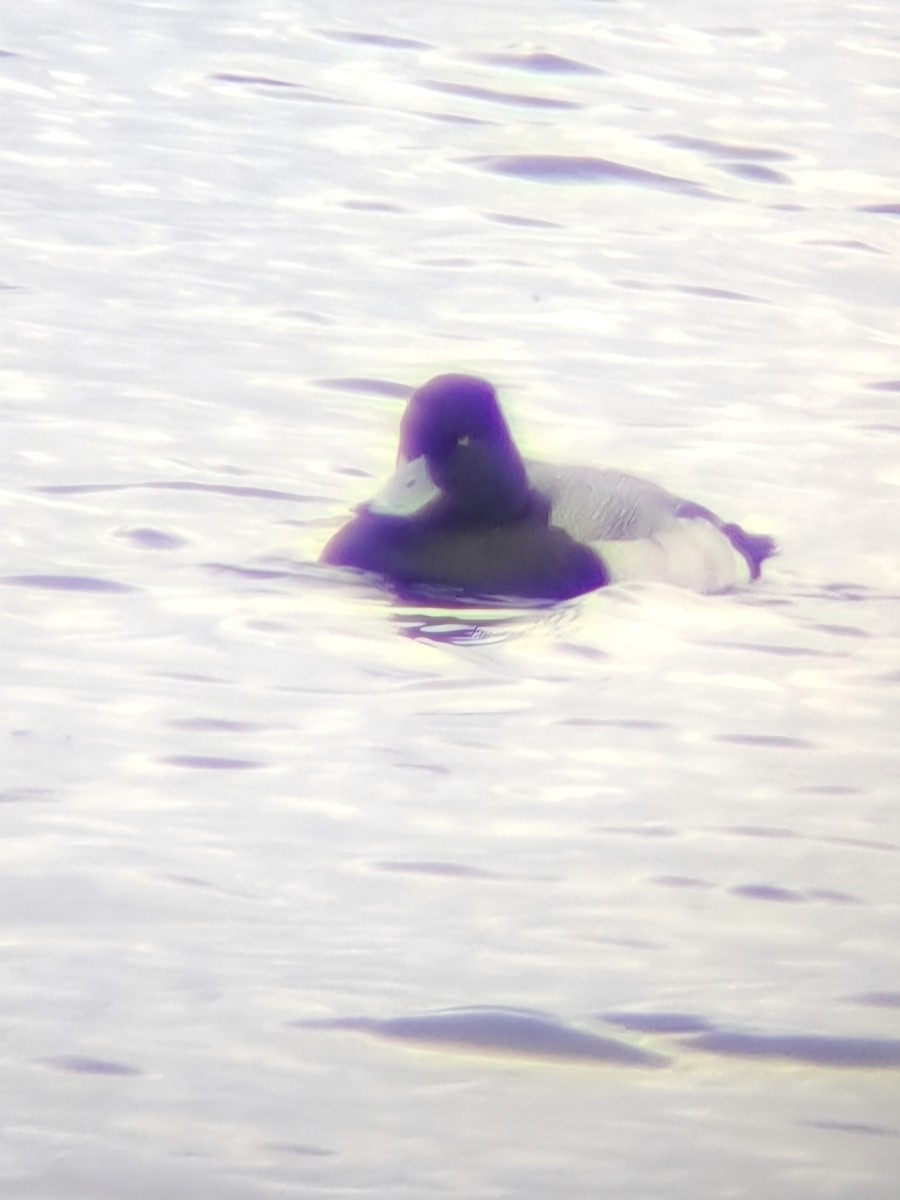 Lesser Scaup - ML645968591