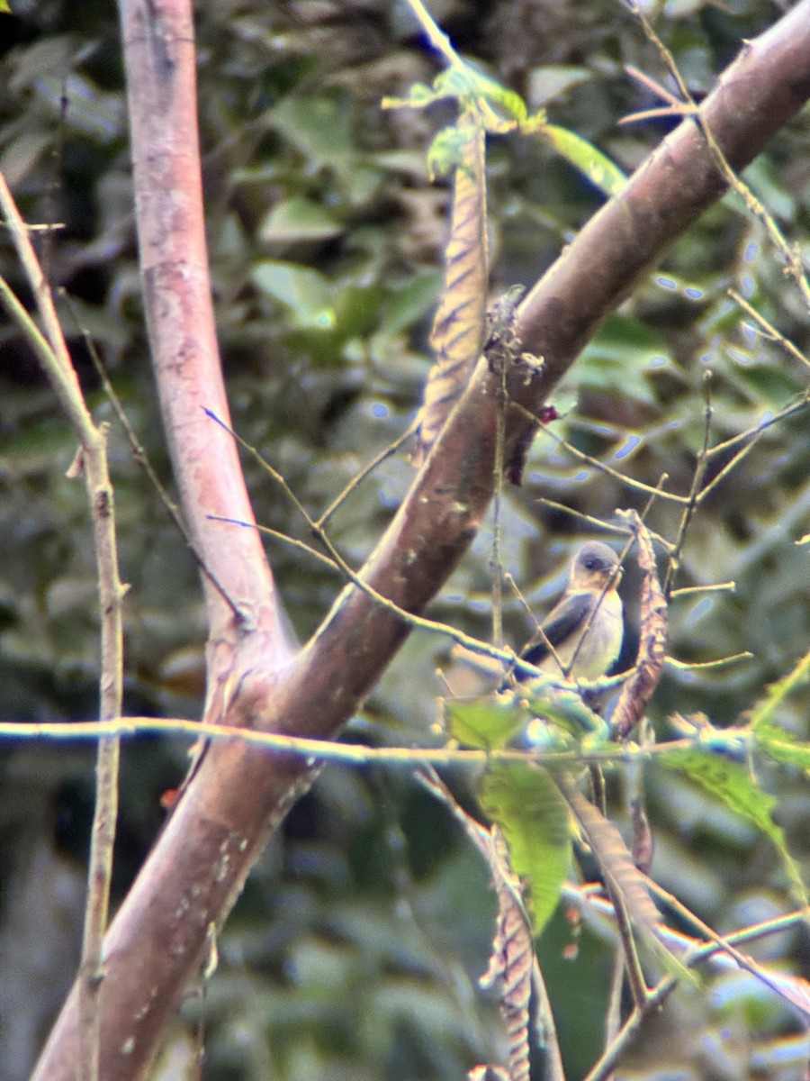 vlaštovka neotropická - ML645968593