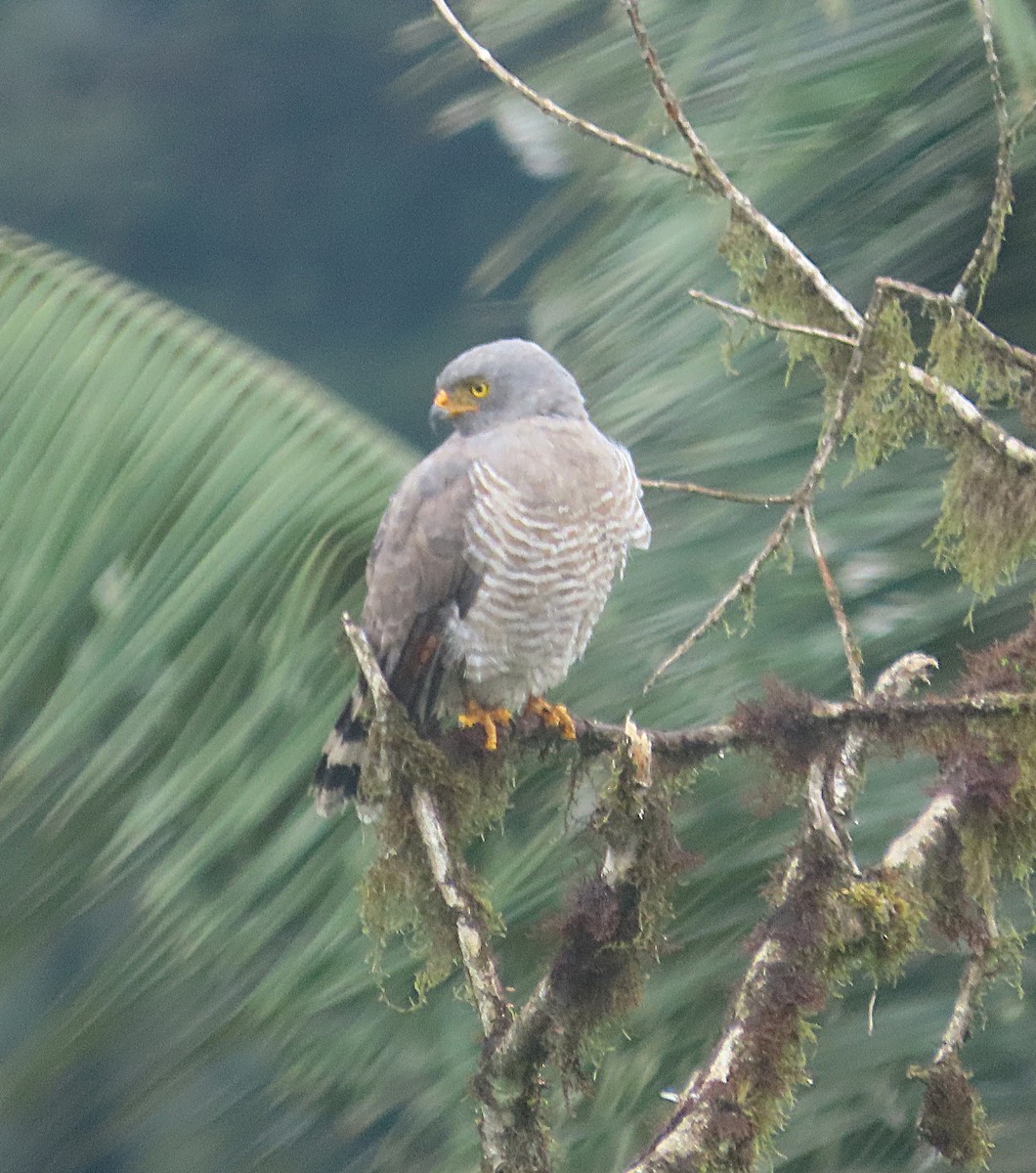 káně krahujová - ML645968594