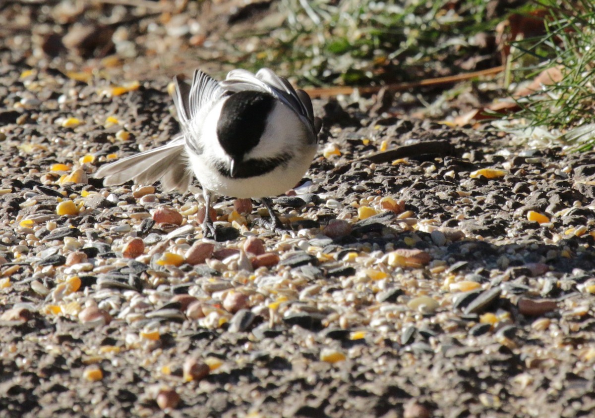 Black-capped Chickadee - ML645968595
